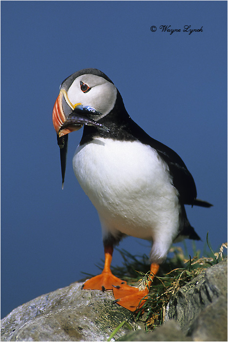 Atlantic Puffin 102 by Dr. Wayne Lynch &copy;